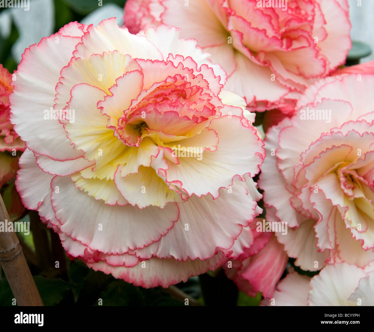 Begonia `Can-Can`. White & pink frilly edge flower. Very elegant Stock Photo